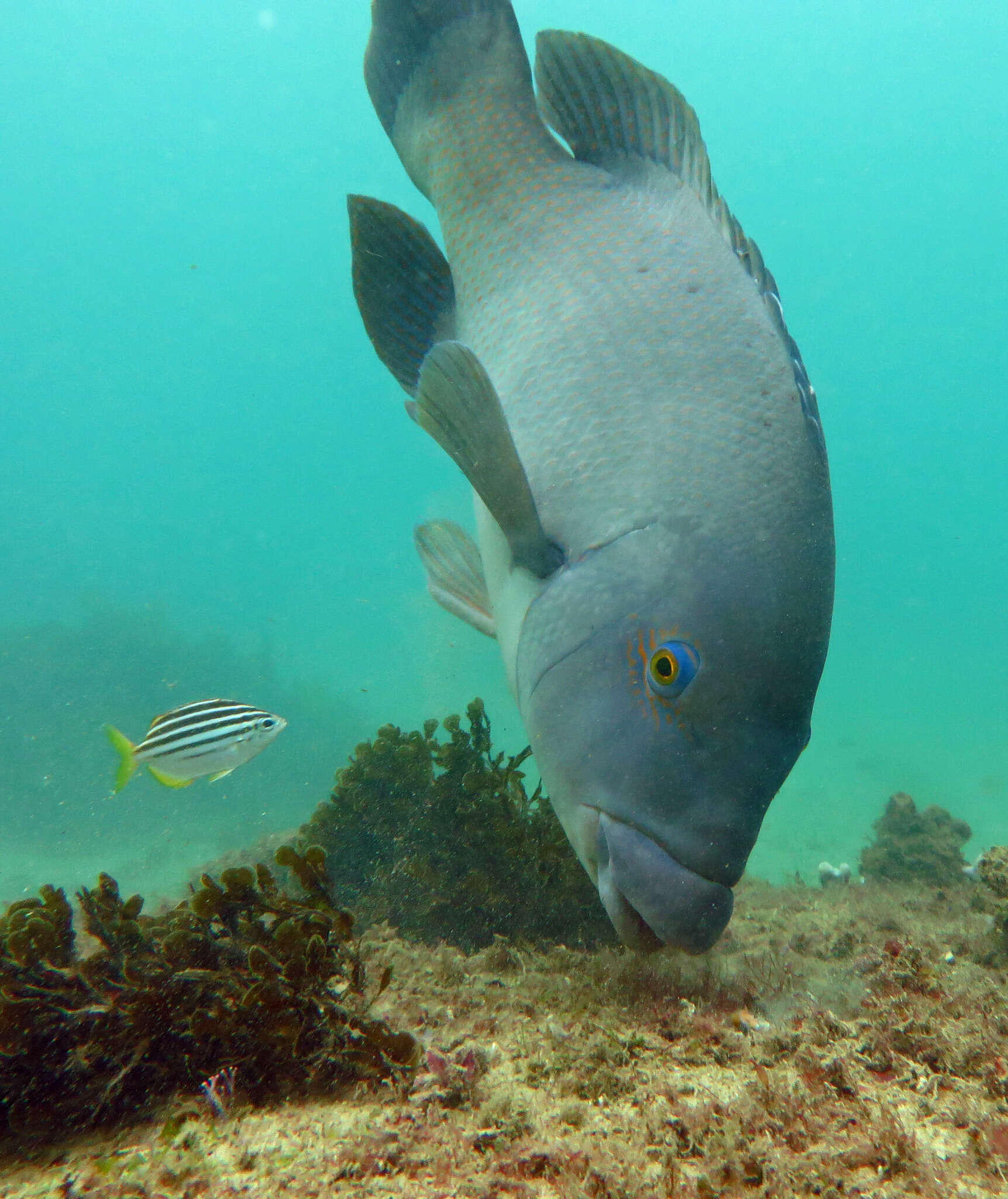 Image of blue groper