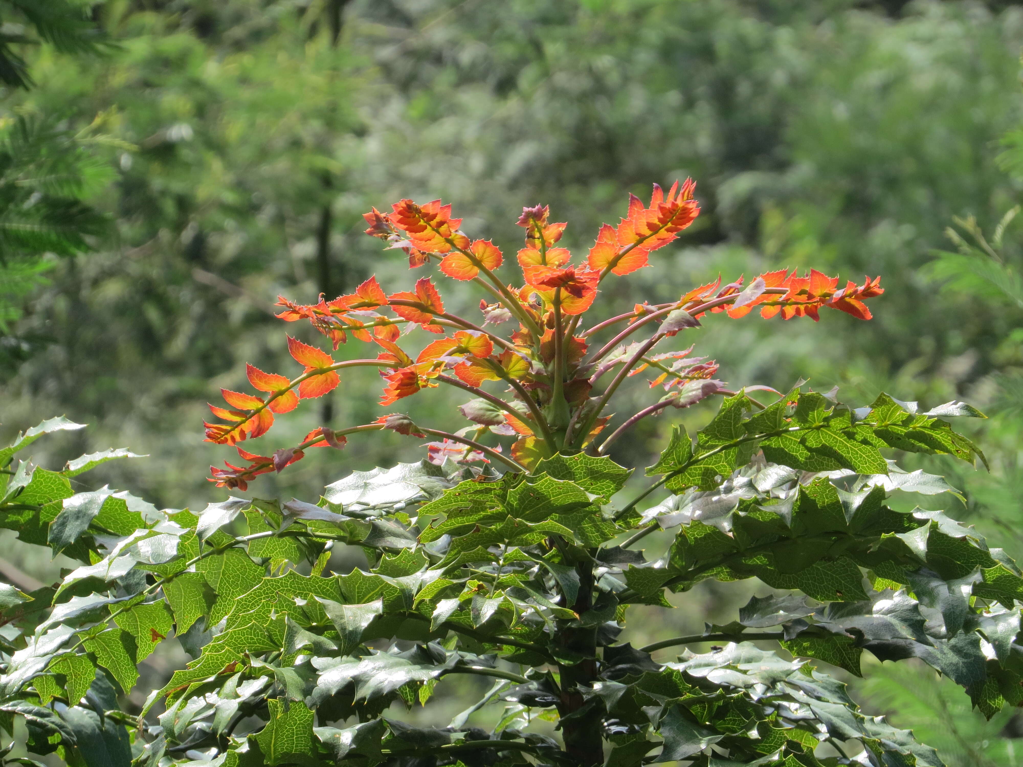 Image of Berberis napaulensis (DC.) Spreng.