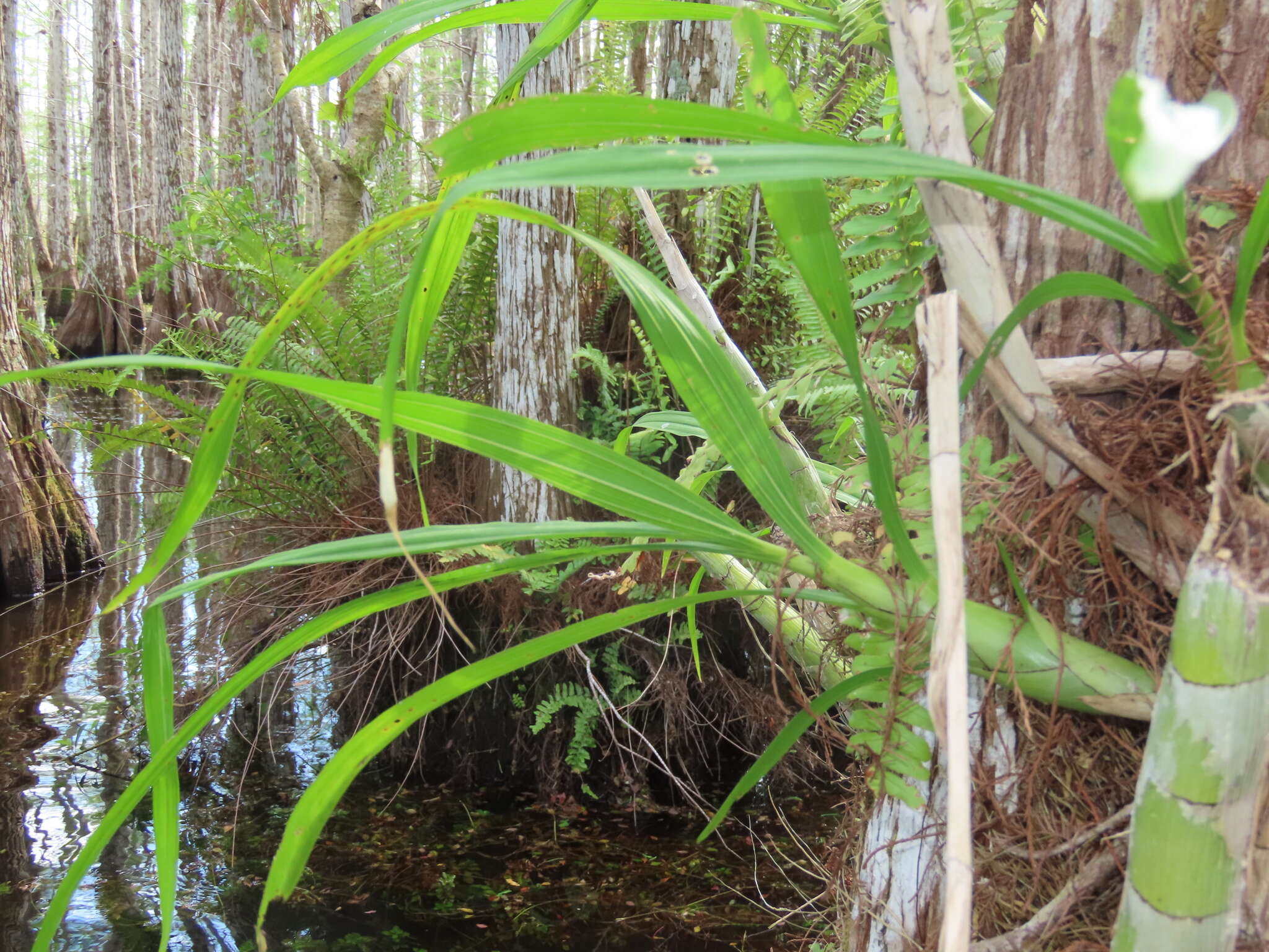 Image of cowhorn orchid