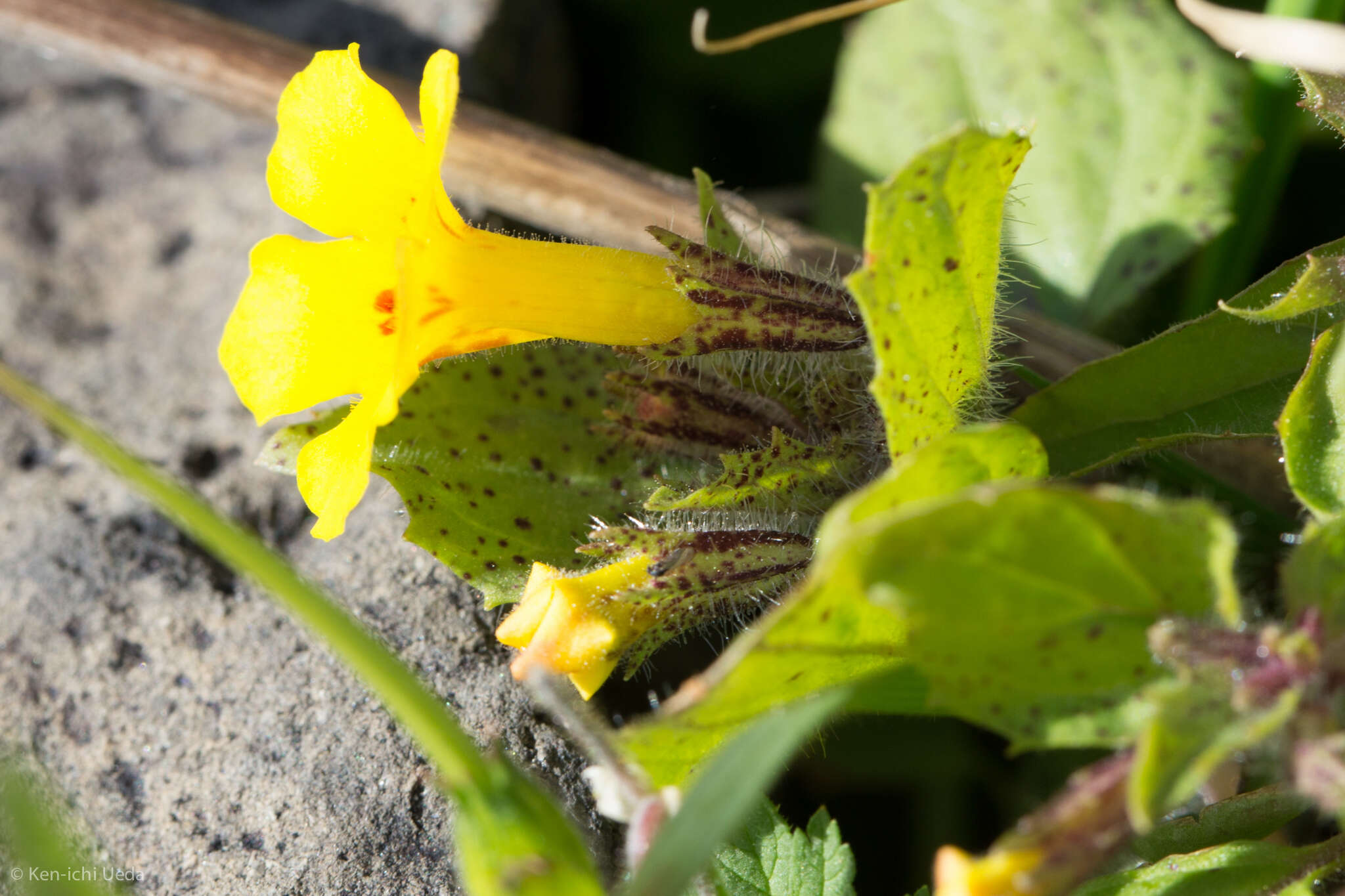 Image of Dudley's monkeyflower