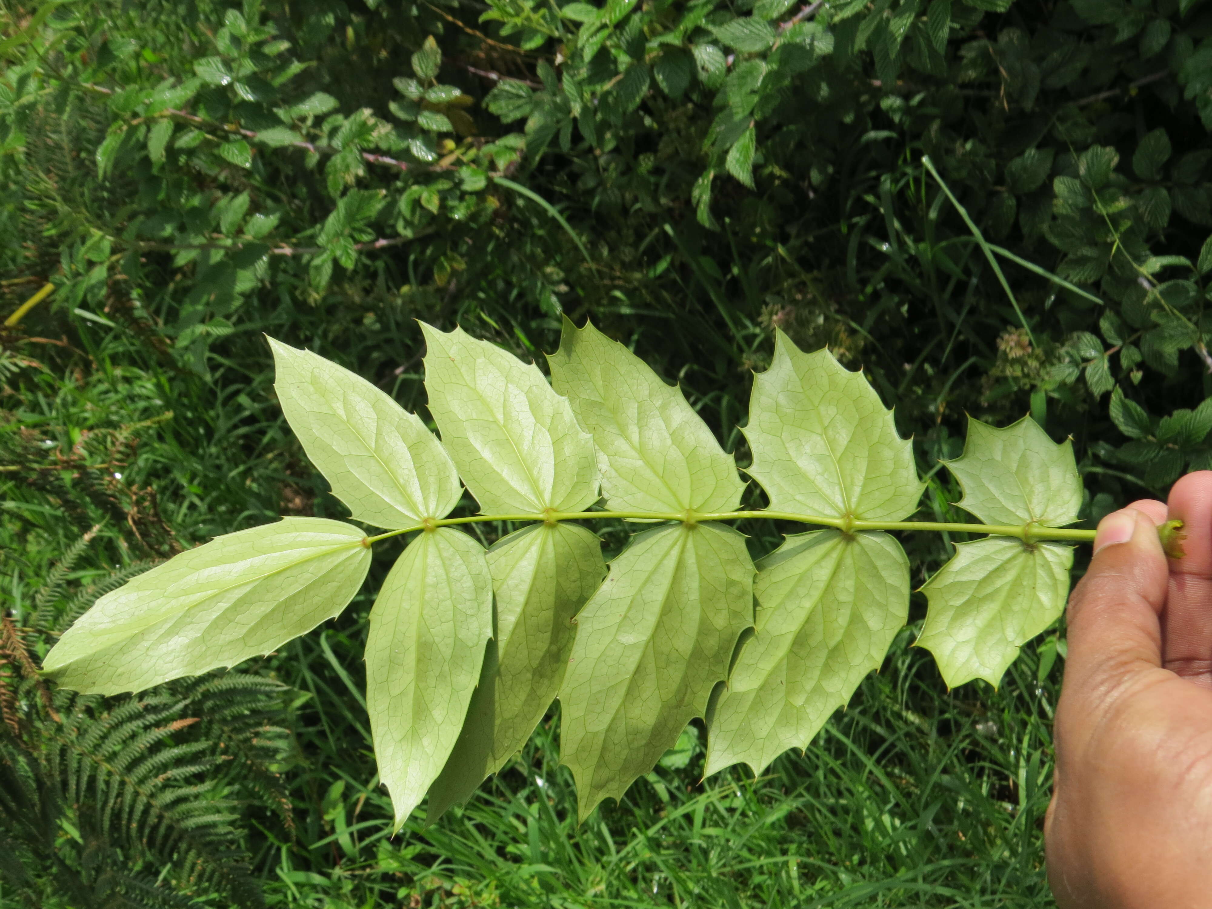 Image of Berberis napaulensis (DC.) Spreng.