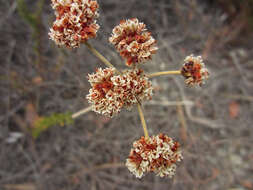 Image of California Buckwheat