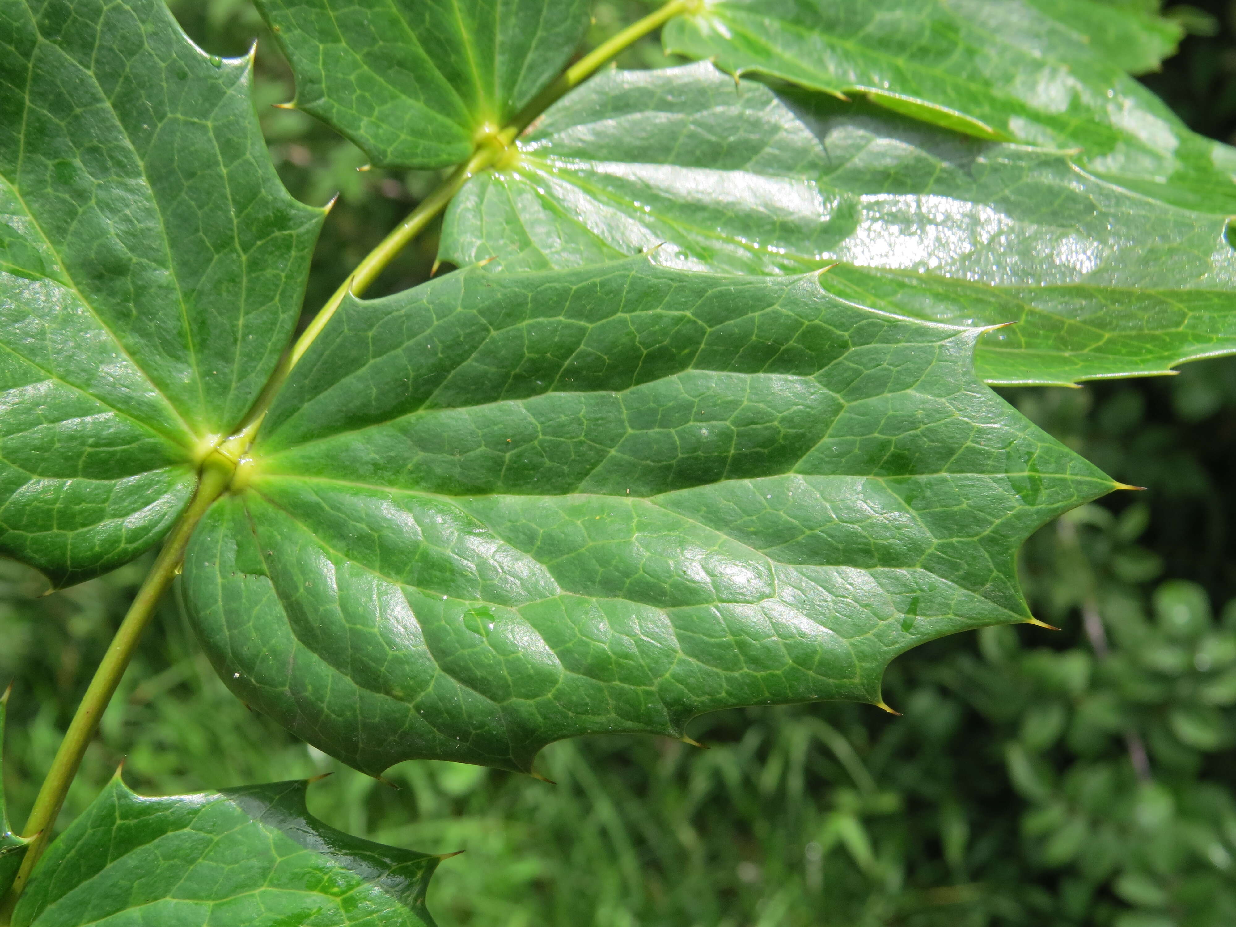 Image of Berberis napaulensis (DC.) Spreng.