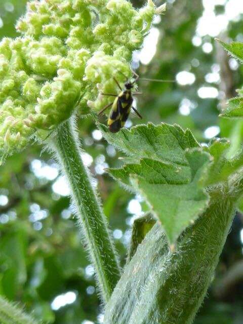 Image of Grypocoris stysi (Wagner 1968)