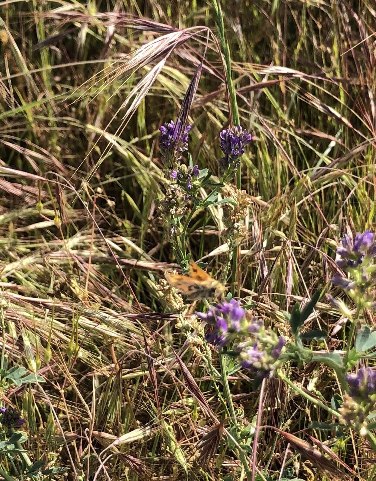 Image of Hylephila fasciolata Blanchard 1852