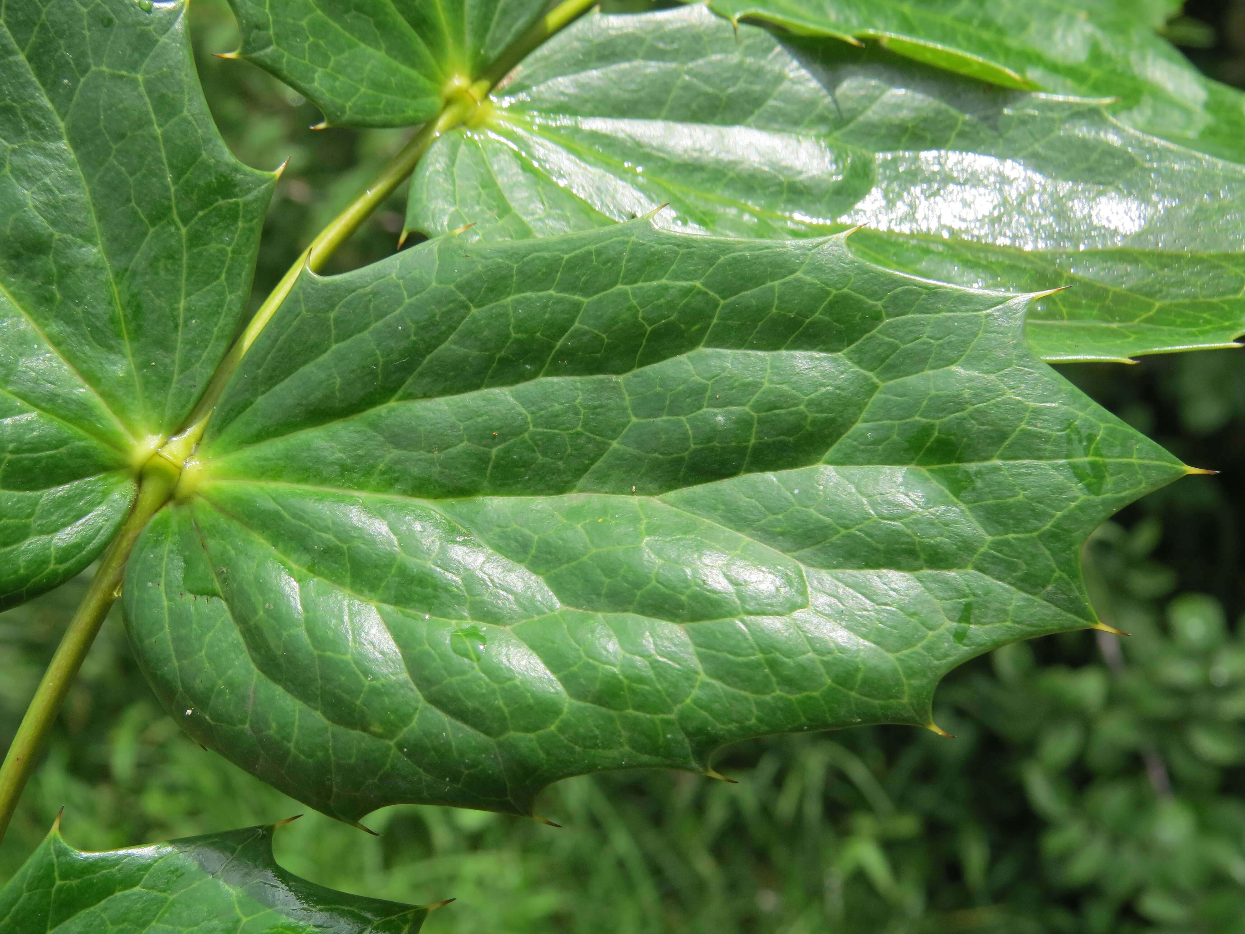 Image of Berberis napaulensis (DC.) Spreng.