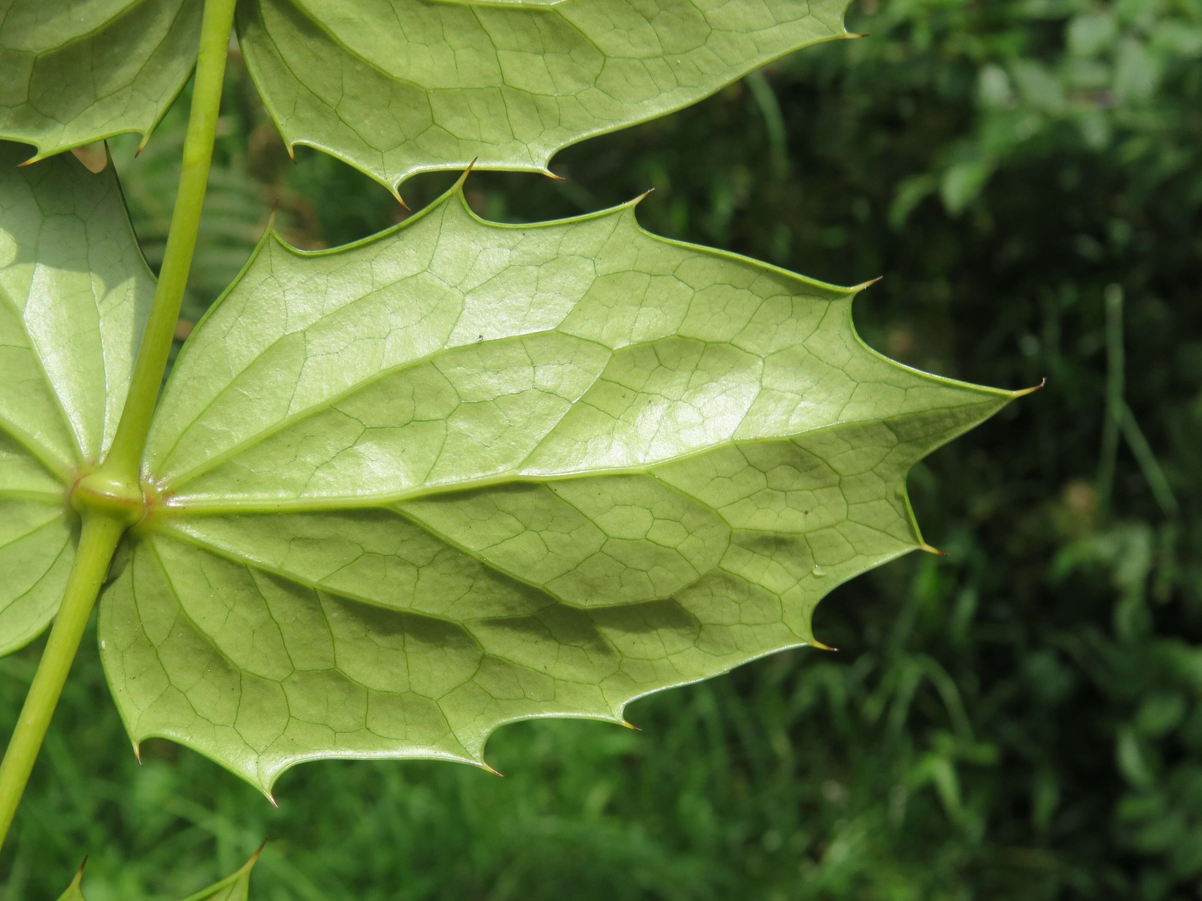 Image of Berberis napaulensis (DC.) Spreng.