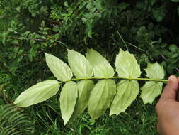 Image of Berberis napaulensis (DC.) Spreng.