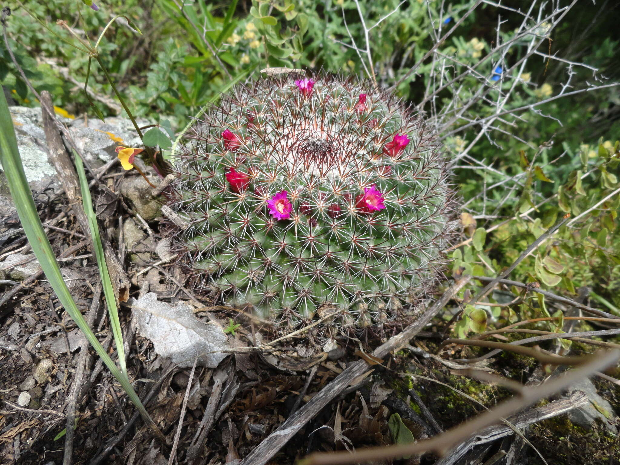 Image of Mammillaria rhodantha subsp. rhodantha