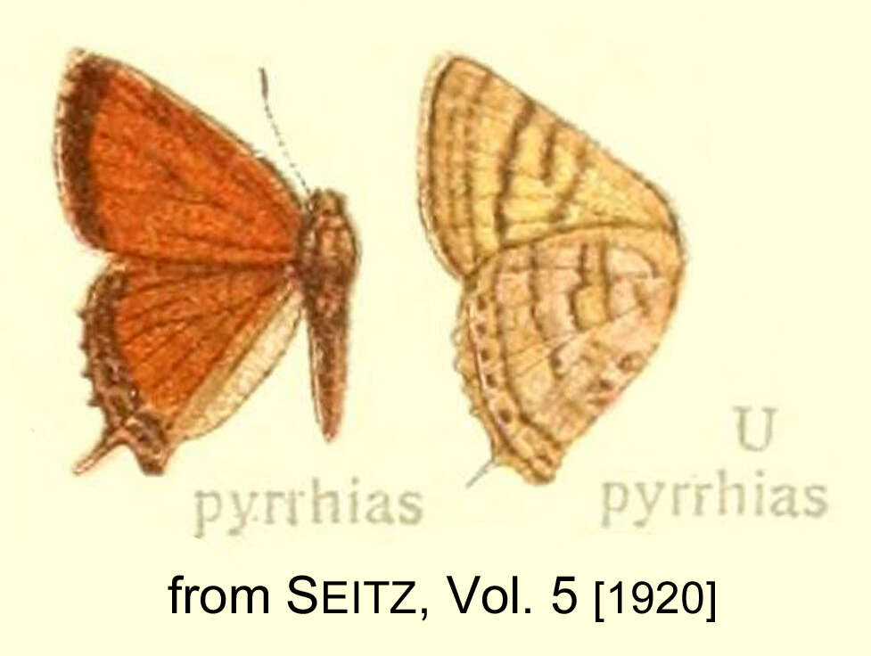 Image of Iophanus pyrrhias (Godman & Salvin 1887)