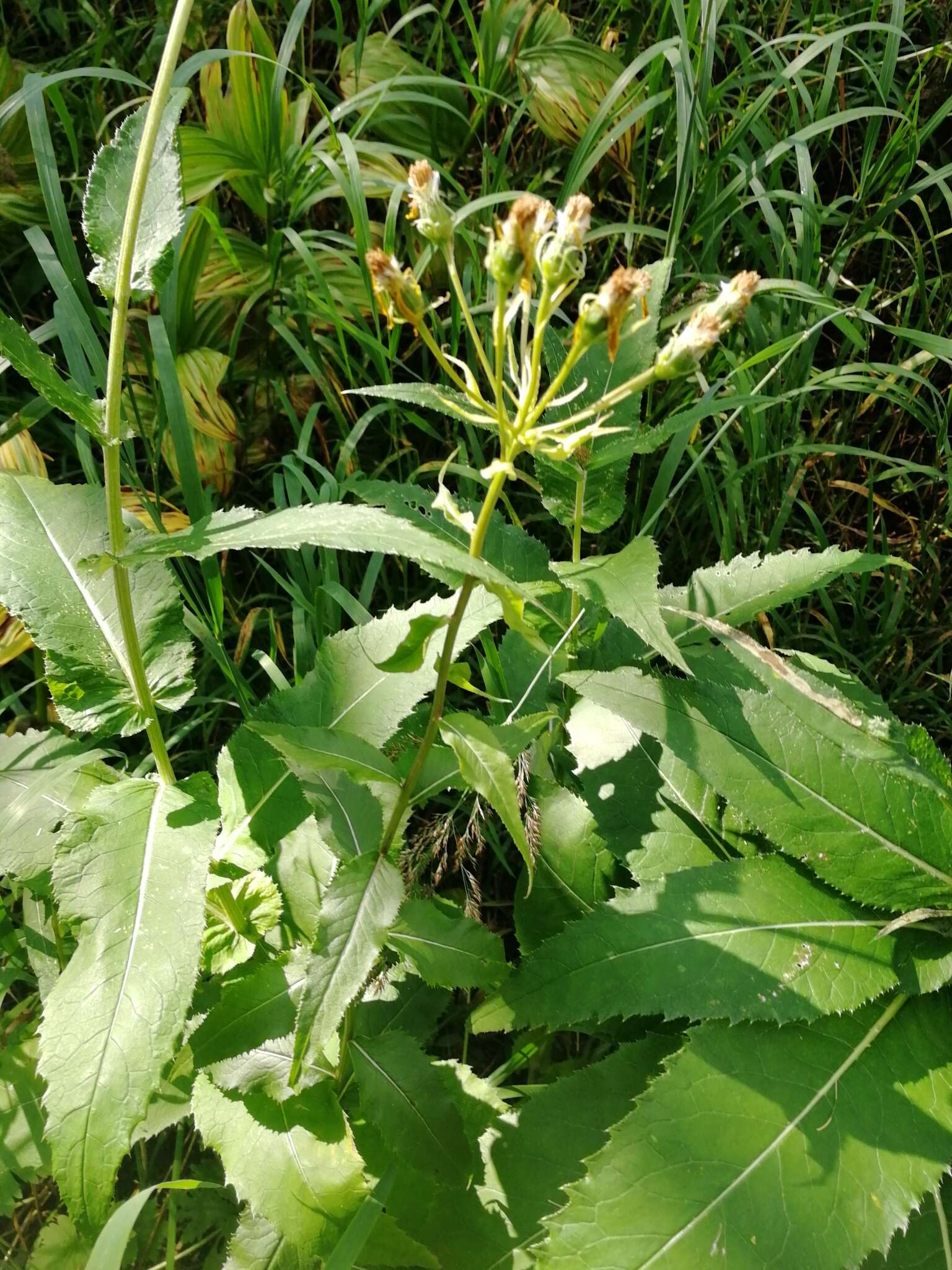 Imagem de Senecio nemorensis L.