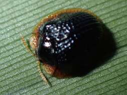 Image of Spaethiella circumdata (Boheman 1850)