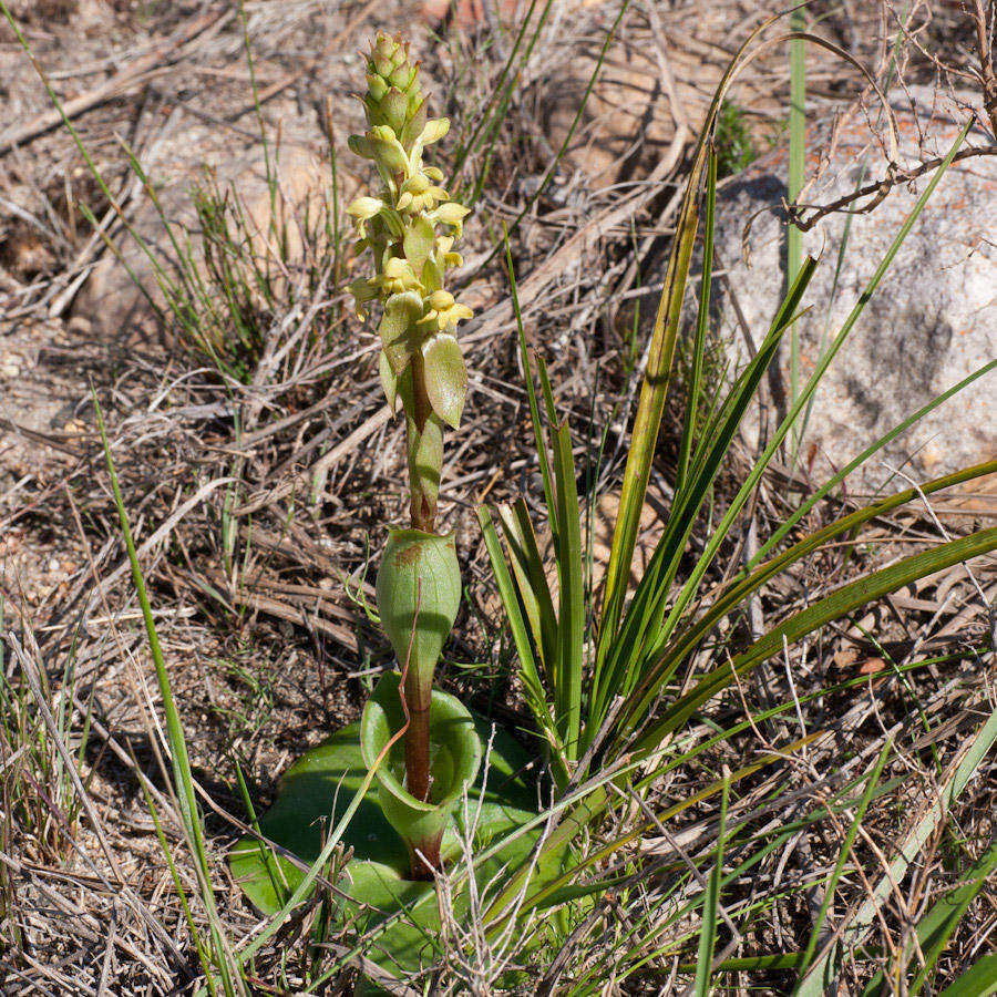 Image of Satyrium bicorne (L.) Thunb.