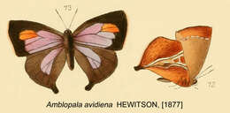 Image of Amblopala avidiena (Hewitson 1877)