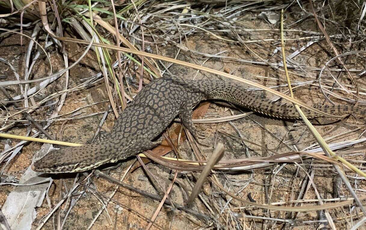 Imagem de Varanus storri Mertens 1966