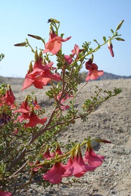 Image of Hermannia stricta (E. Mey. ex Turcz.) Harv.