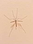 Image of Cranefly