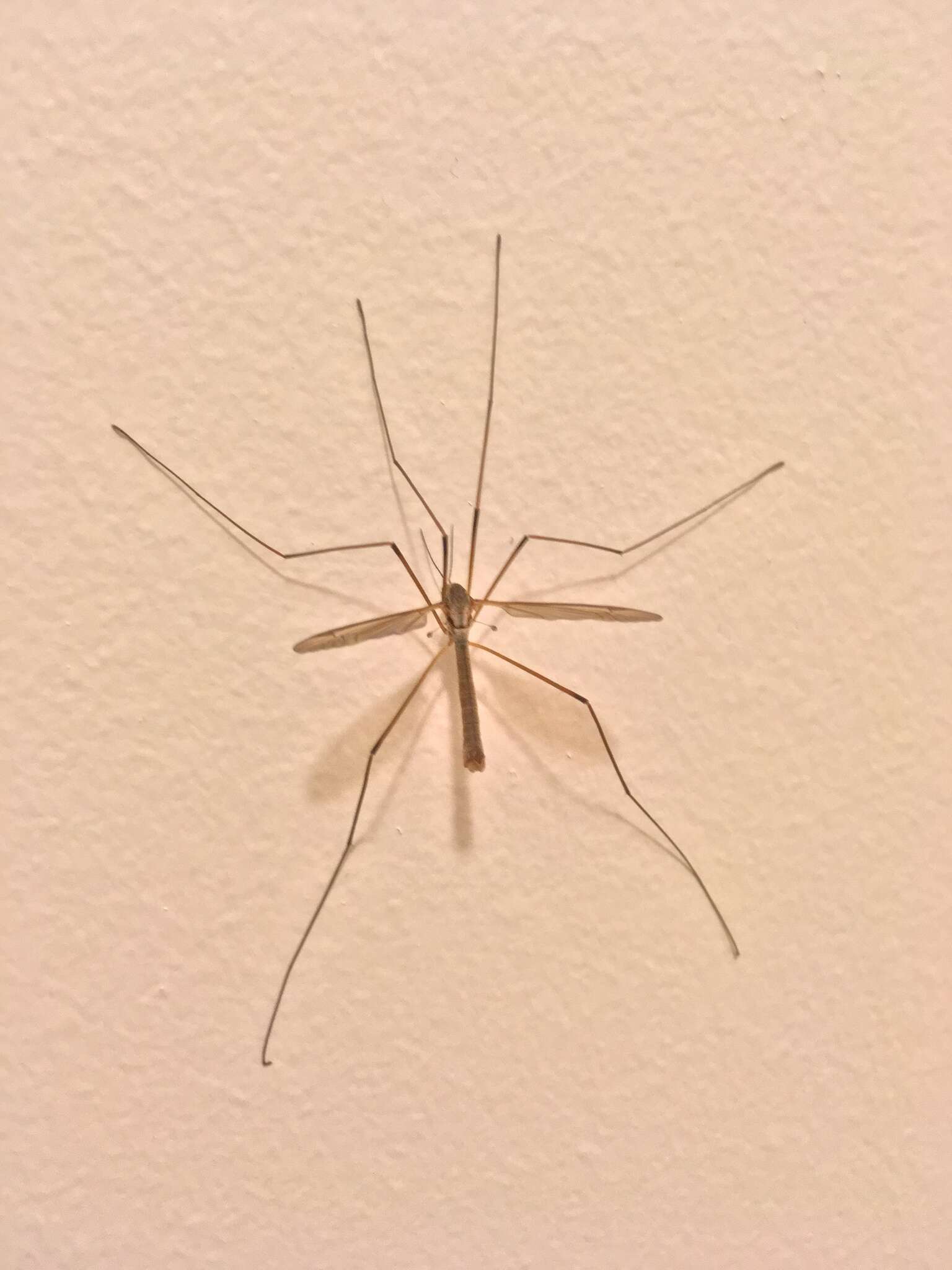 Image of Cranefly