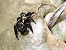 Image of Evarcha denticulata Wesolowska & Haddad 2013