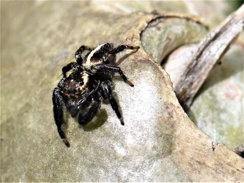 Image of Evarcha denticulata Wesolowska & Haddad 2013