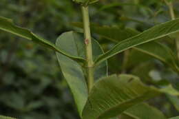 Image of Boeberoides grandiflora (DC.) J. L. Strother