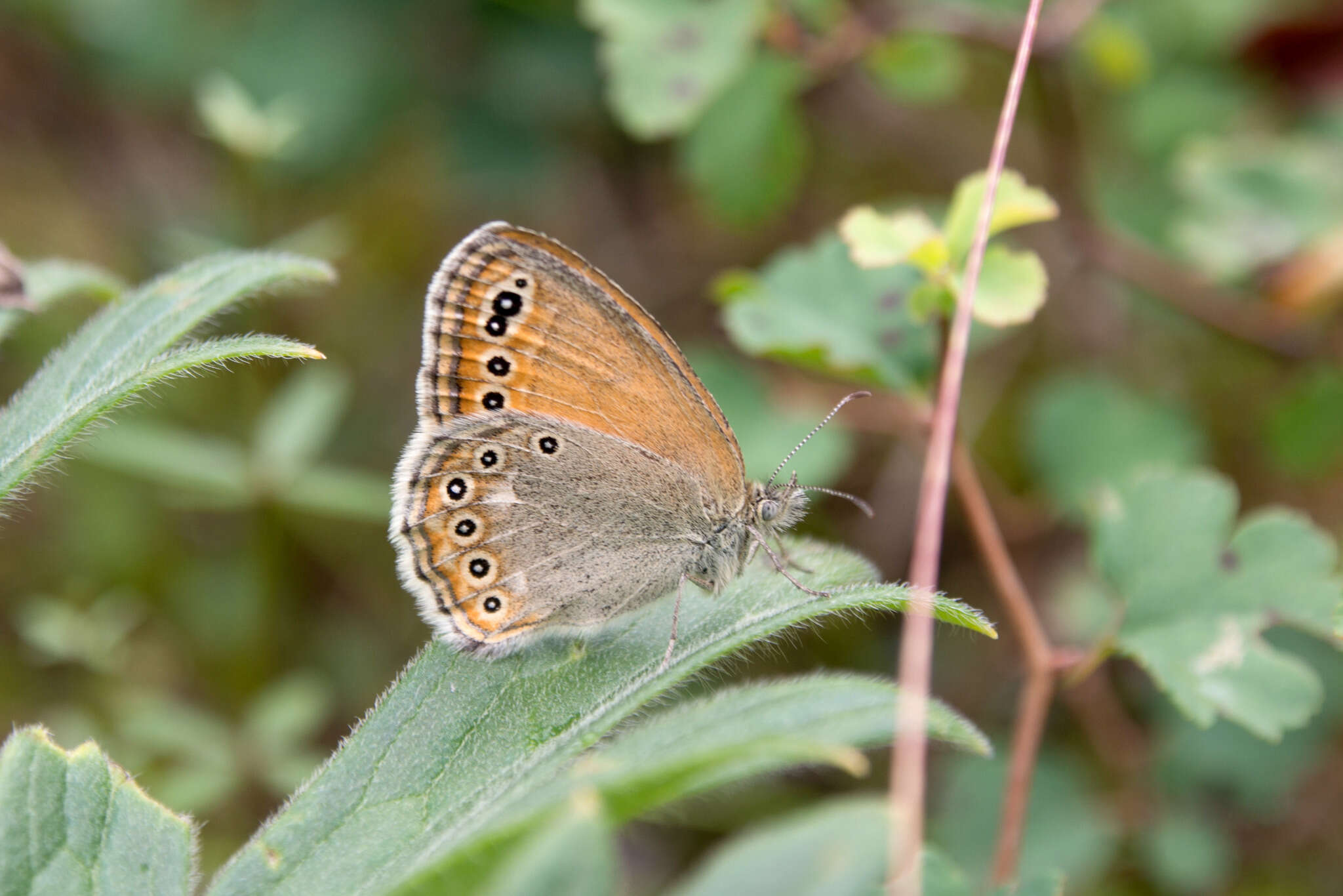 Image of Coenonympha amaryllis Cramer 1782