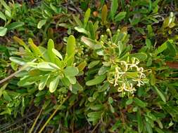 Image of Stenocarpus umbelliferus (J. R. & G. Forst.) Druce