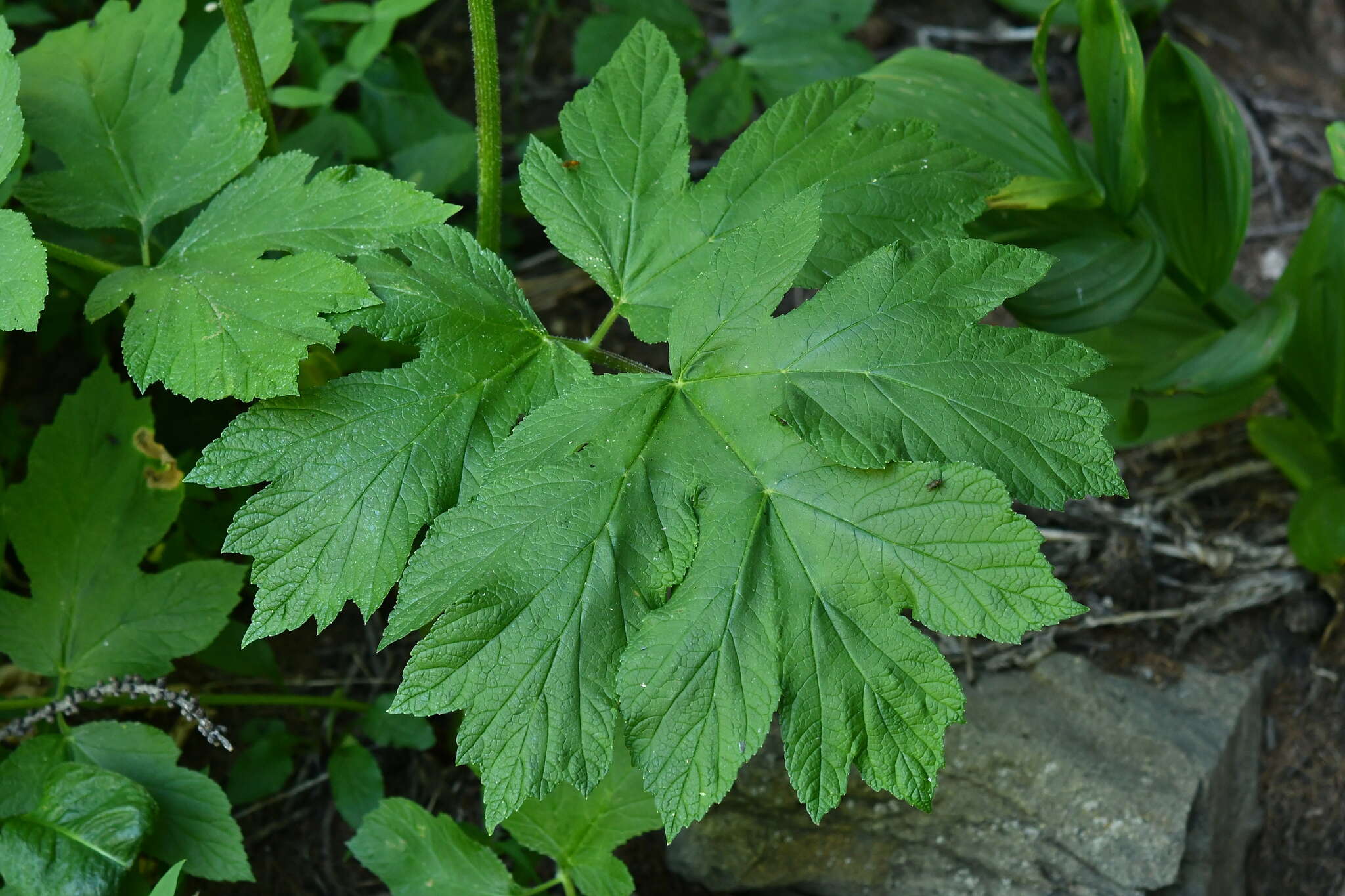 Image of Heracleum sphondylium subsp. elegans (Jacq.) Schübl. & G. Martens