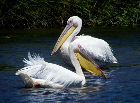 Image of Great White Pelican