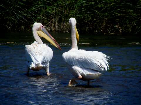 Image of Great White Pelican