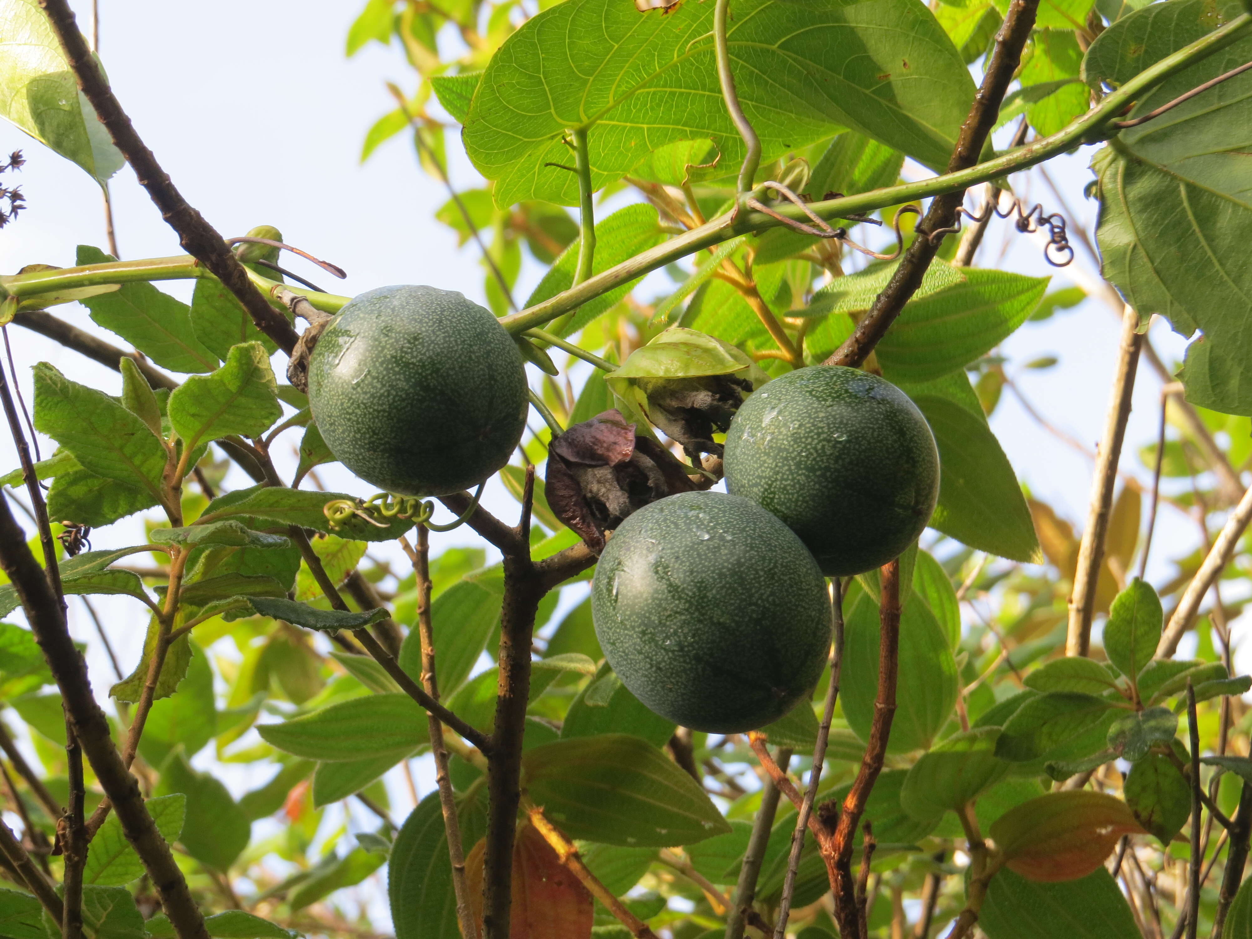 Image of sweet granadilla