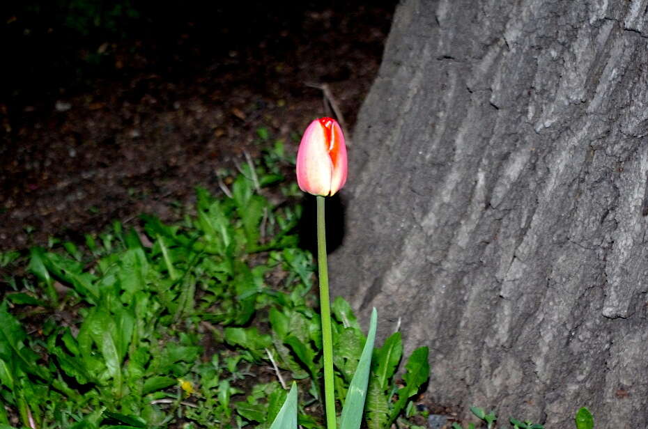 Plancia ëd Tulipa gesneriana L.