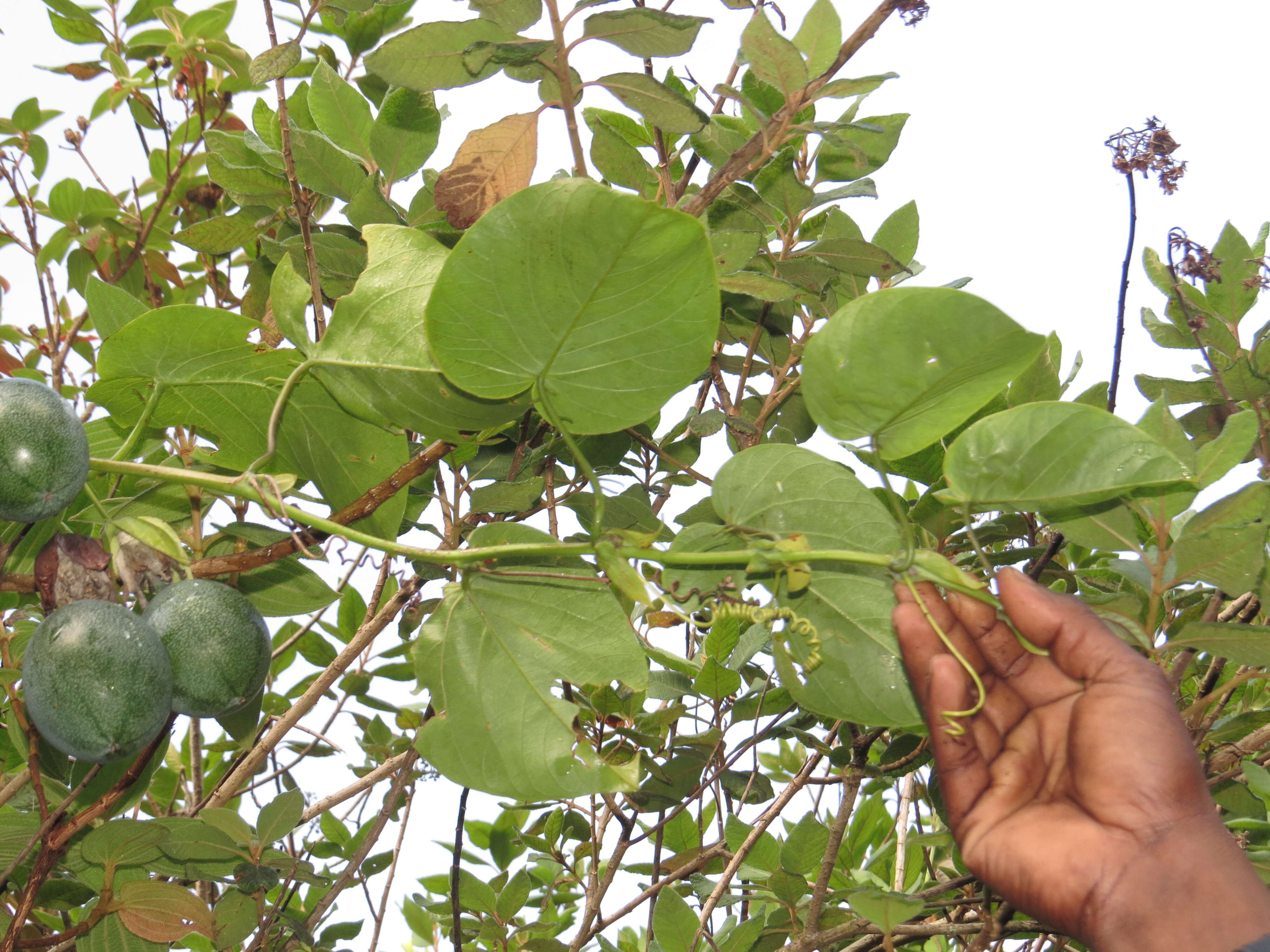 Image of sweet granadilla