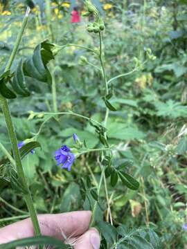 Image of towering Jacob's-ladder