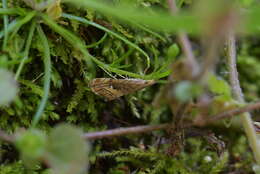 Слика од <i>Glaucocharis chrysochyta</i>