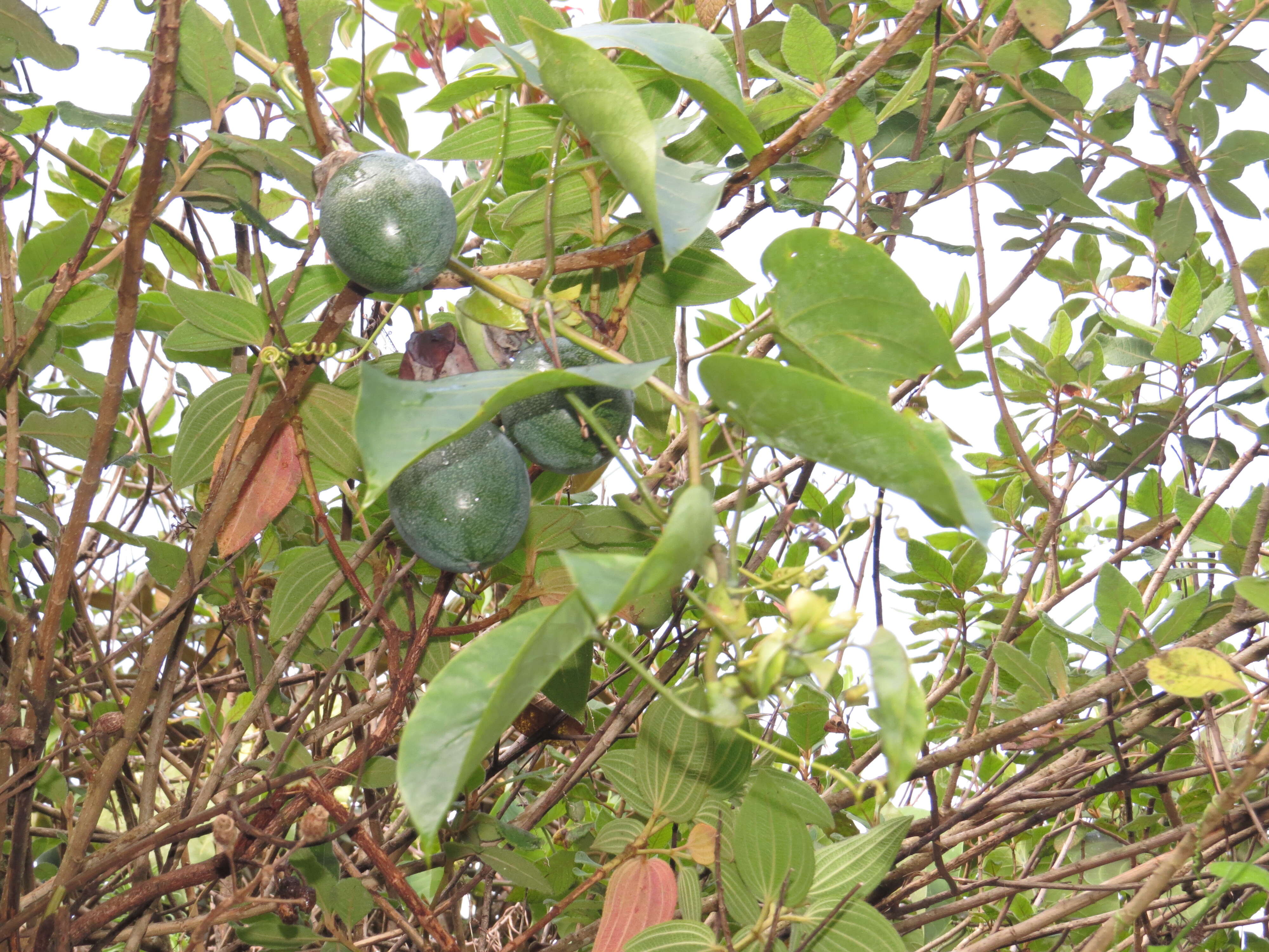 Image of sweet granadilla