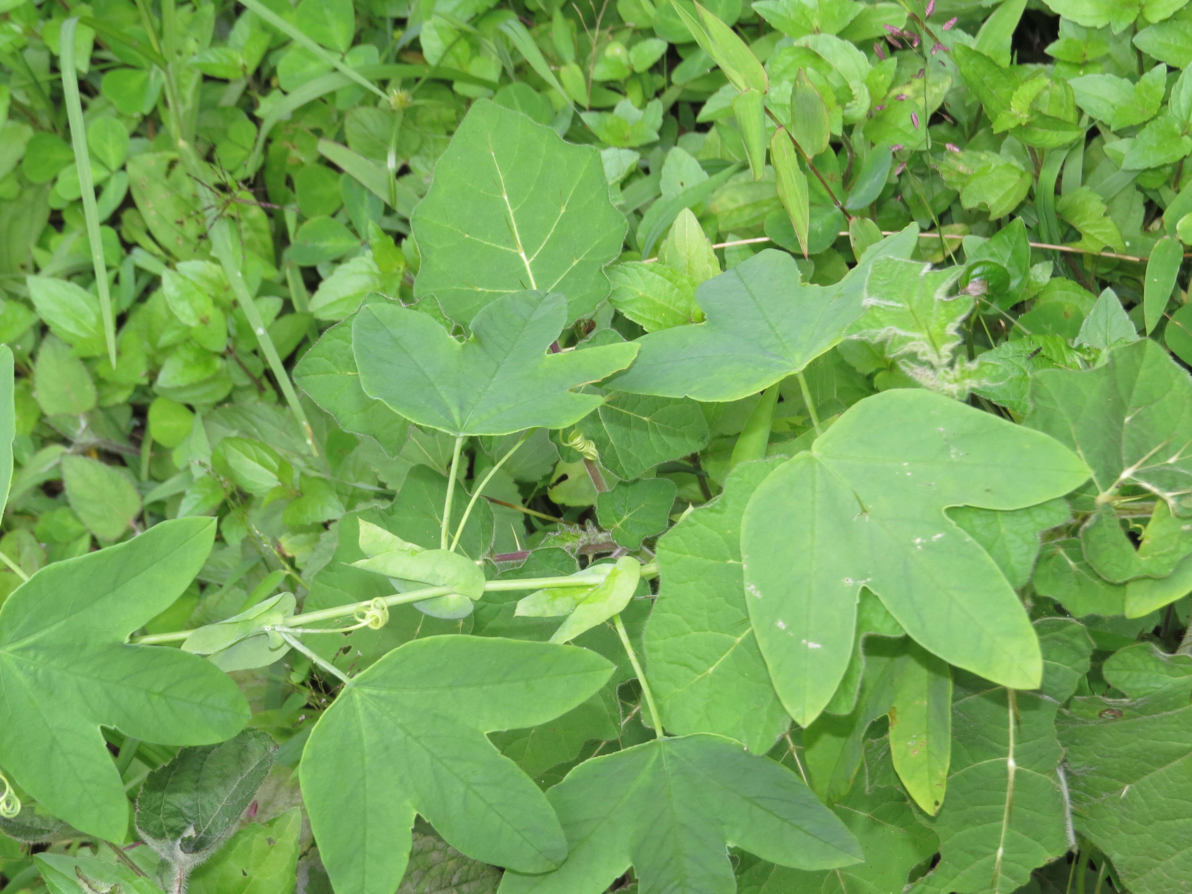 Image de Passiflora subpeltata Ortega