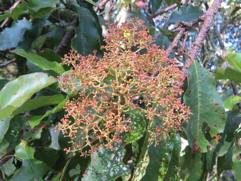 Image of Photinia integrifolia Lindl.