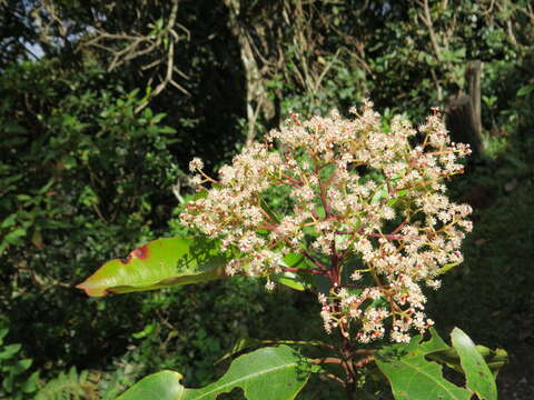 Image of Photinia integrifolia Lindl.