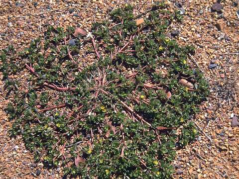 Image of common purslane