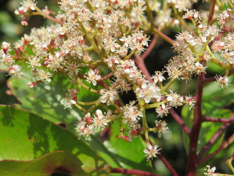 Image of Photinia integrifolia Lindl.