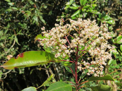 Image of Photinia integrifolia Lindl.