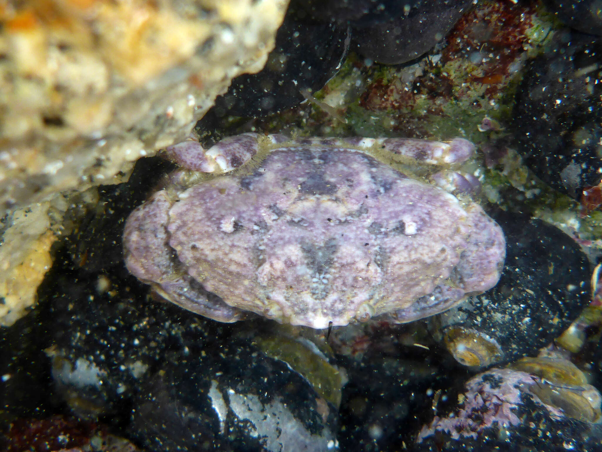 Image of ninetooth pebble crab