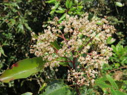 Image of Photinia integrifolia Lindl.