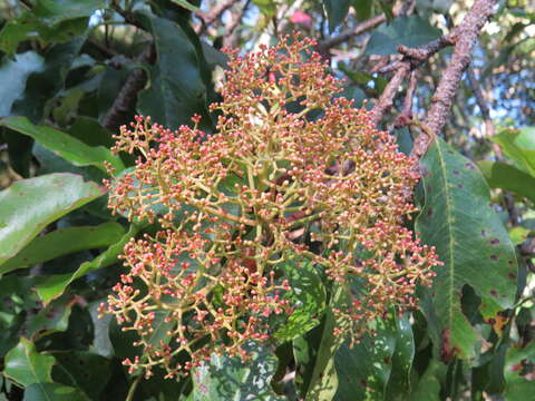 Image of Photinia integrifolia Lindl.