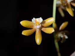 Dendrobium finetianum Schltr.的圖片