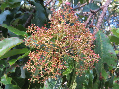 Image of Photinia integrifolia Lindl.