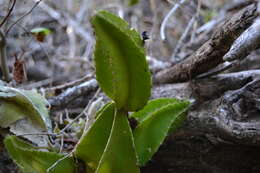 Image of Strophocactus