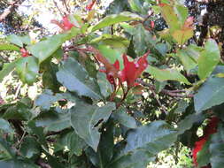 Image of Photinia integrifolia Lindl.