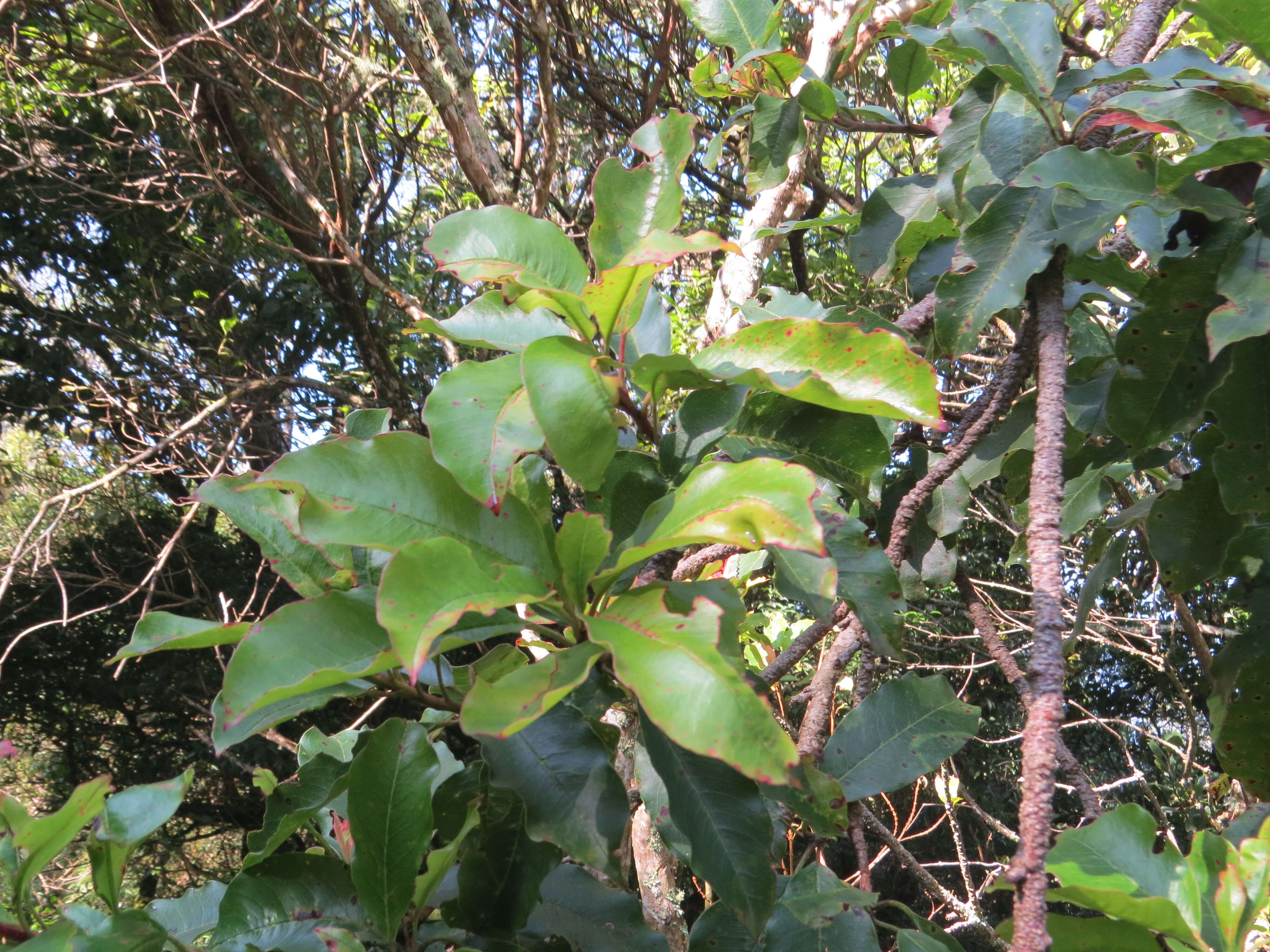 Image of Photinia integrifolia Lindl.